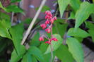 flori heuchera sanguinea Ruby Bells