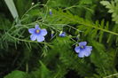 in peren(linum perene)