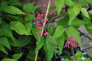 flori heuchera sanguinea Ruby Bells
