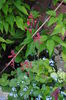 heuchera sanguinea Ruby Bells