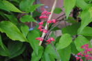 flori heuchera sanguinea Ruby Bells