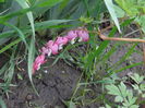 Dicentra e foarte mica