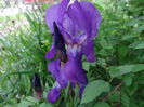...a inflorit primul iris...