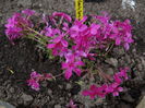Early Spring