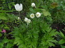 anemone de la...