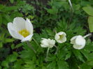 ...Flora :-)