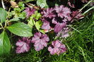 Heuchera_Blackberry Jam