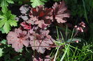 heuchera cajun fire