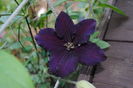 clematis rasputin