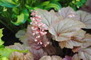 heuchera vienna