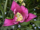 Tulipa Maytime (2016, April 13)