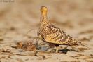 Chestnut-bellied Sandgrouse