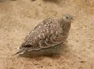 Chestnut-bellied Sandgrouse