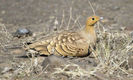 Chestnut-bellied Sandgrouse