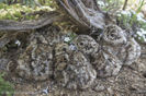 greater sage grouse