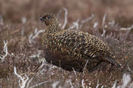 Red grouse -- lagopus lagopus scoticus