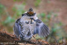 Ruffed grouse
