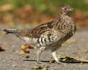 Ruffed grouse
