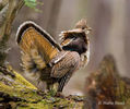 Ruffed grouse