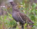 sooty grouse