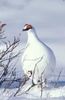 svalbard ptarmigan