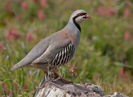Chukar Partridge Alectoris chukar