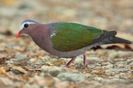 Chalcophaps indica