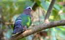 Chalcophaps indica