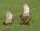 Hungarian Partridge Perdix perdix---potarnichea comuna