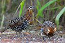 Mountain Bamboo Partridge---Bambusicola fytchii