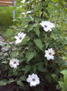 DSC09688