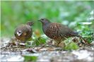 Partridge Bambusicola thoracica---Potarnichea de bambus chinezeasca