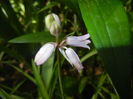 Hyacinthoides hispanica (2016, Apr.14)