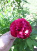 Bujor Rubra Plena