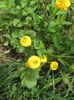 Ranunculus comun