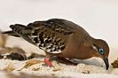 Zenaida galapagoensis