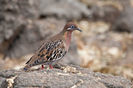 Zenaida galapagoensis