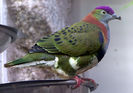 ptilinopus superbus