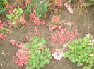 heuchera