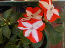impatiens