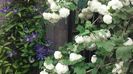 clematis Multiblue si Viburnum opulus Flore Pleno ( Boule de neige )