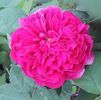 Rose de Resht