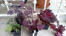pachet Maria(Clematite)