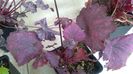 Heuchera Midnight Bayou