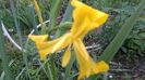 iris pseudacorus(iris de balta)