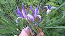 iris spuria