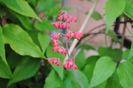 flori heuchera sanguinea Ruby Bells