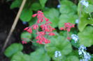 flori heuchera sanguinea Ruby Bells