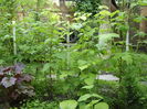 SDC12920
