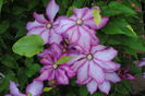 clematis Betty Risdon